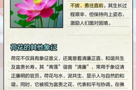 风水中的荷花象征什么寓意呢？