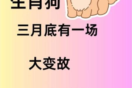 算命的说狗和猪好不好