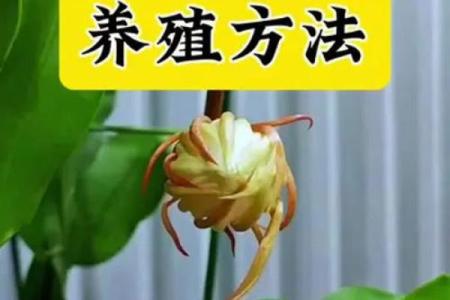 风水讲究，家里面养昙花好不好