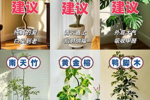 室内盆栽植物的介绍和风水作用