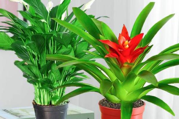 室内盆栽植物的介绍和风水作用