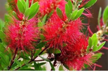 红干层树风水