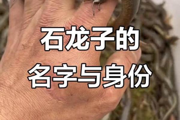 生辰八字两条龙两条蛇