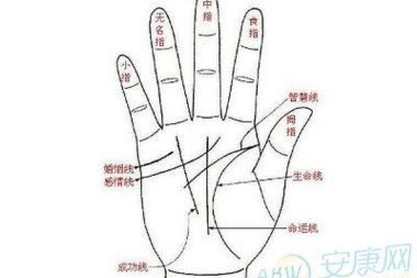 如何通过手相手纹算命-