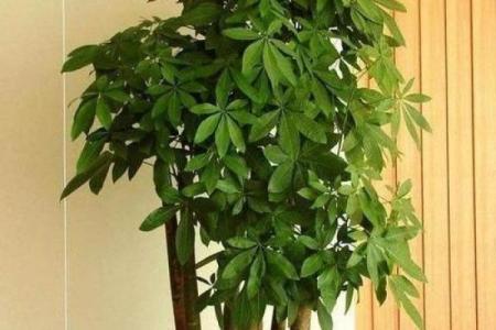 房子外种什么植物更好风水
