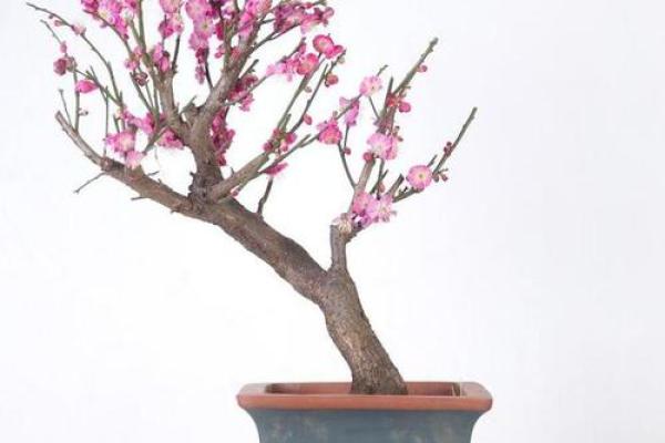 风水上家里可不可以养梅花