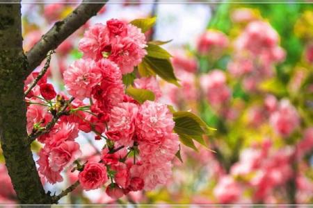 【桃花测试】单身族来看！这个月你的桃花运势如何？