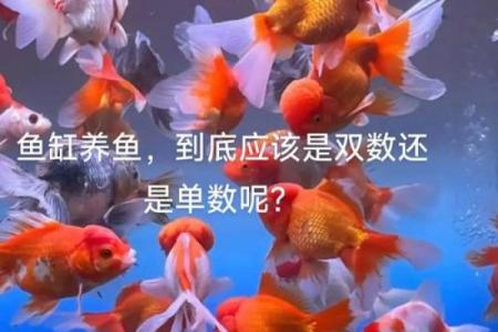 家里养鱼也有风水讲究这么一说
