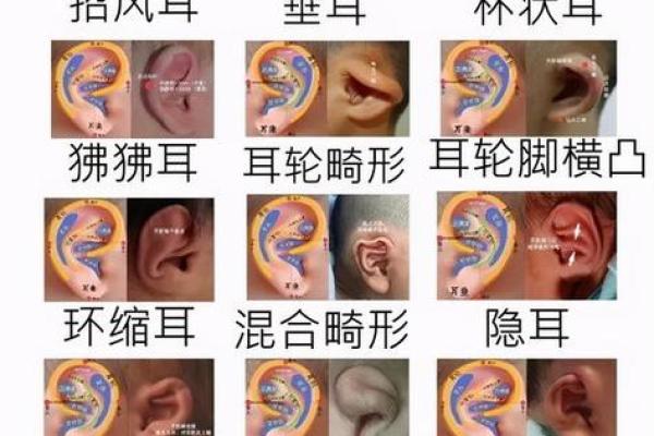 耳朵算命耳朵看运势大全,耳朵命运图解