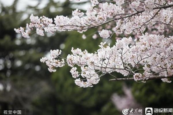 观音灵签清明正好暮春天