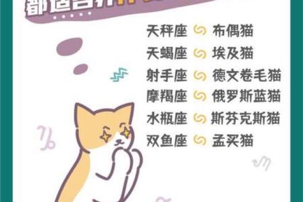 12星座射手座适合养什么猫