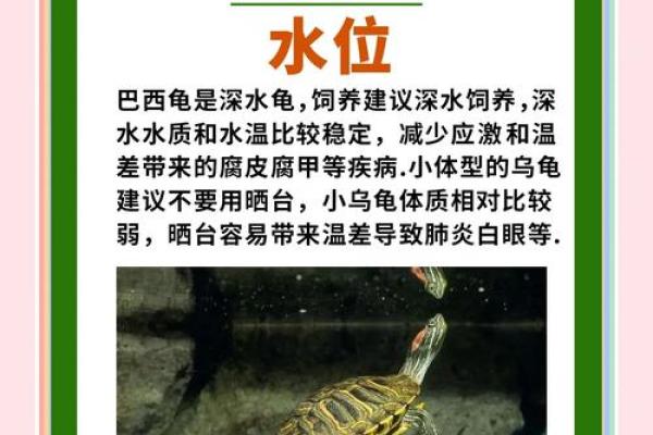 风水招财龟怎么养 养招财龟的好处