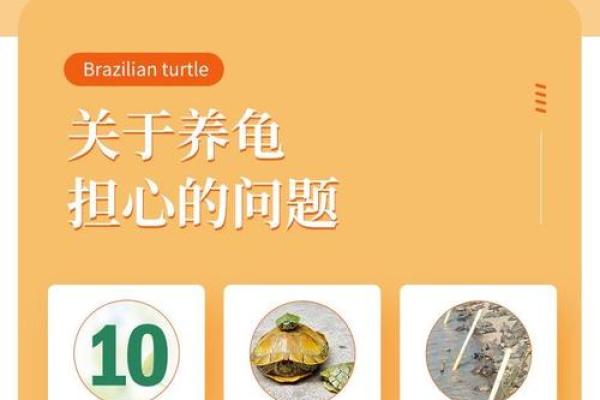 风水招财龟怎么养 养招财龟的好处