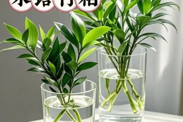 平安竹的风水作用
