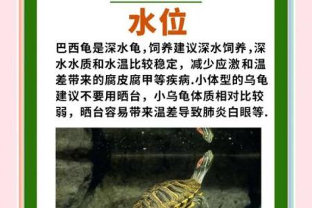 风水招财龟怎么养 养招财龟的好处