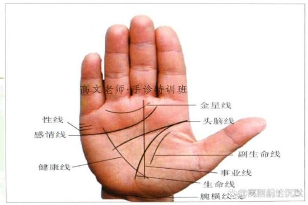 看手相算命生命线 手相图解生命线怎么看