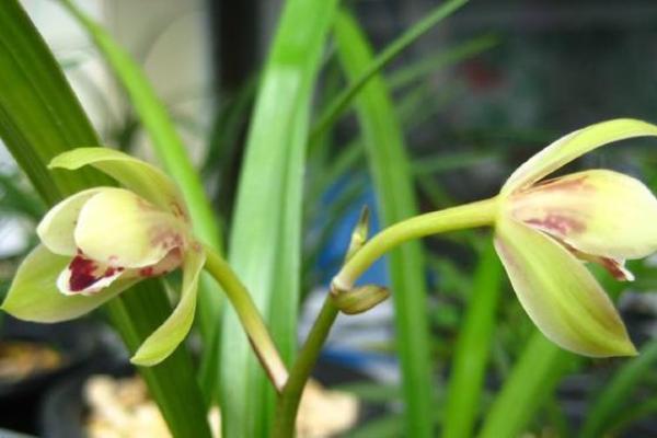 心理测试：四种青菜，哪种你更喜欢？测你这辈子是什么命格？