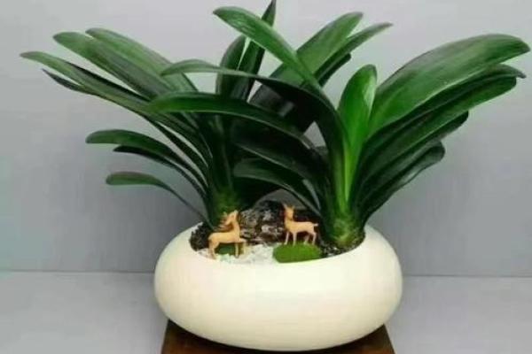 办公室摆放植物有什么风水讲究