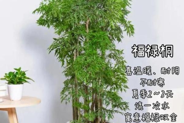 办公室摆放植物有什么风水讲究