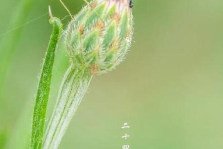 芒种前出生好还是芒种后 2024年芒种出生人的八字