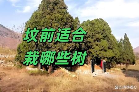风水坟后多少米为靠山有助于吸取财气