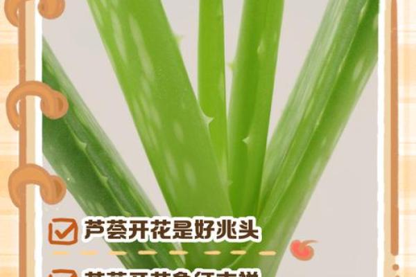 芦荟的风水作用