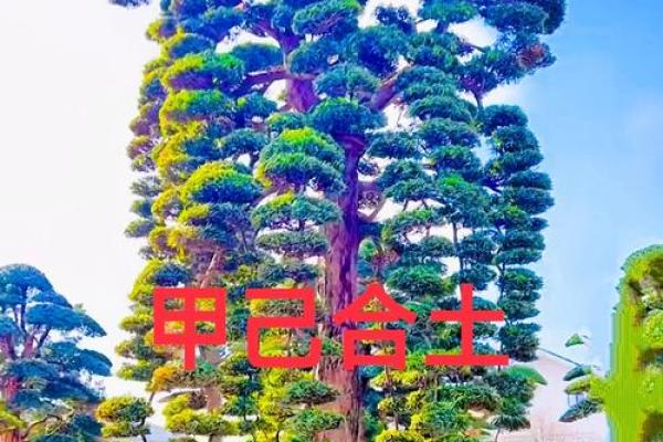 甲木己土夫妻相合的八字