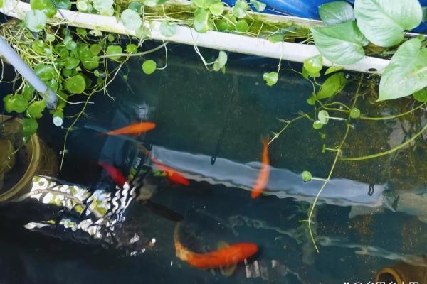 楼顶养鱼 风水