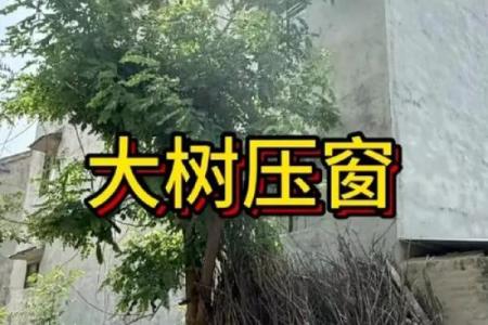 风水房子上长树