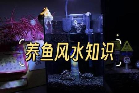 楼顶养鱼 风水