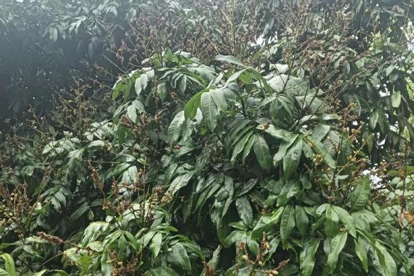 家里种龙眼树影响风水 家里种龙眼树影响风水嘛