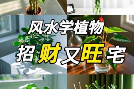 沈阳房子风水植物有哪些