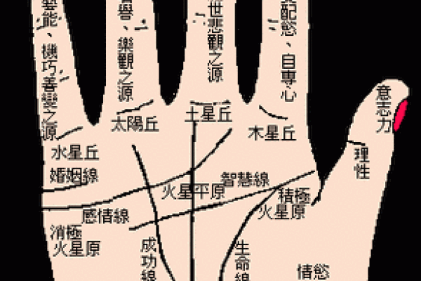如何看手相算命看手相怎么看 如何看手相算命图片大全图解