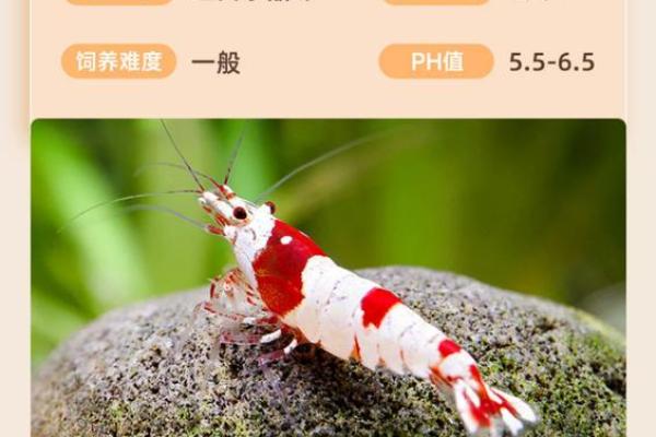 风水招财_养虾招财么