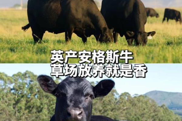 英牛八字筋