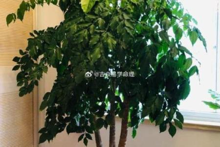 算命树的说法
