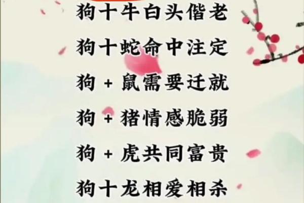 属狗和属牛的八字合吗