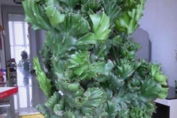 玉麒麟风水风水作用是什么摆放禁忌