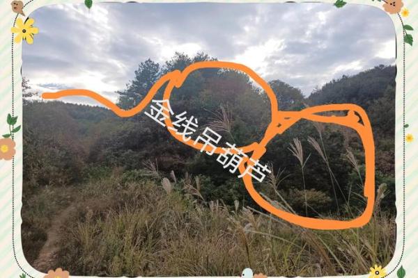 风水故事资讯；偷窃他人好风水
