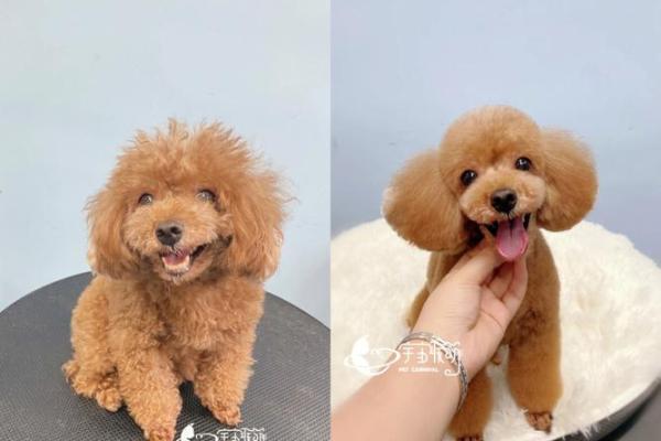 贵宾犬的八字特点及解析