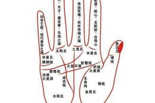 手型算命：木型人的性格与命运