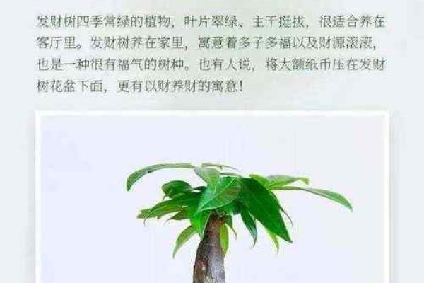 摆设风水_家居风水如何摆放能够招财
