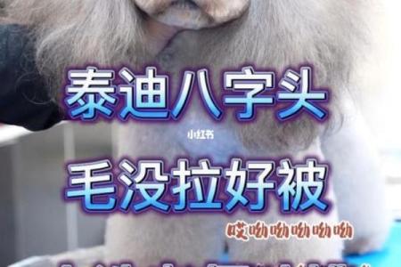 贵宾犬的八字特点及解析