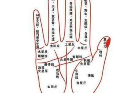 手型算命：木型人的性格与命运