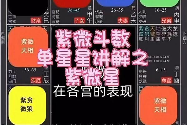紫薇斗数科星