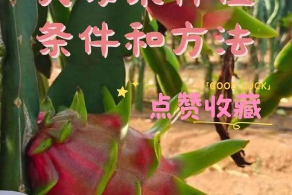 家里种火龙果影响风水
