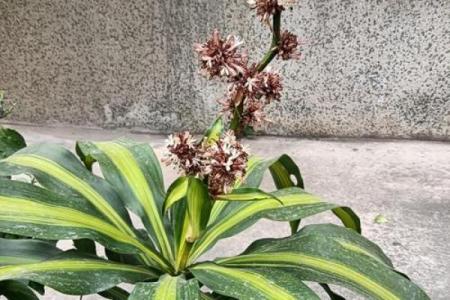 风水上铁树开花的意思