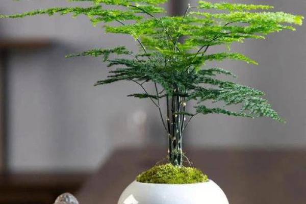 风水价值，为啥家里不能养文竹