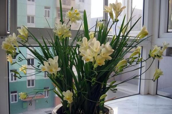 风水一年四季都不死的花都有哪些类型