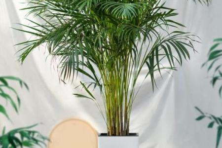 家居风水 一进门摆什么植物最好-